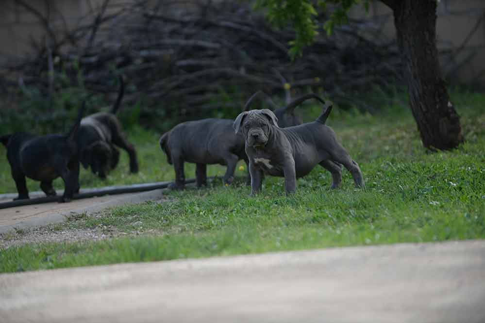 buy cane corso in Windsor and breeders of Italian cane corso in England
