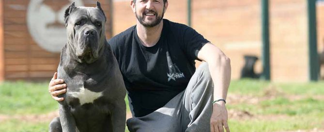 buy cane corso puppies and breeders of italian mastiff in Wyoming