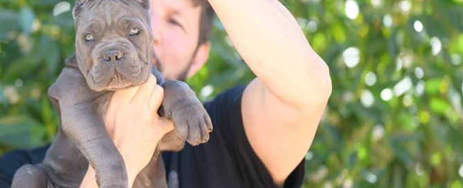 buy cane corso puppies and for sale italian mastiff puppies in Rhode Island