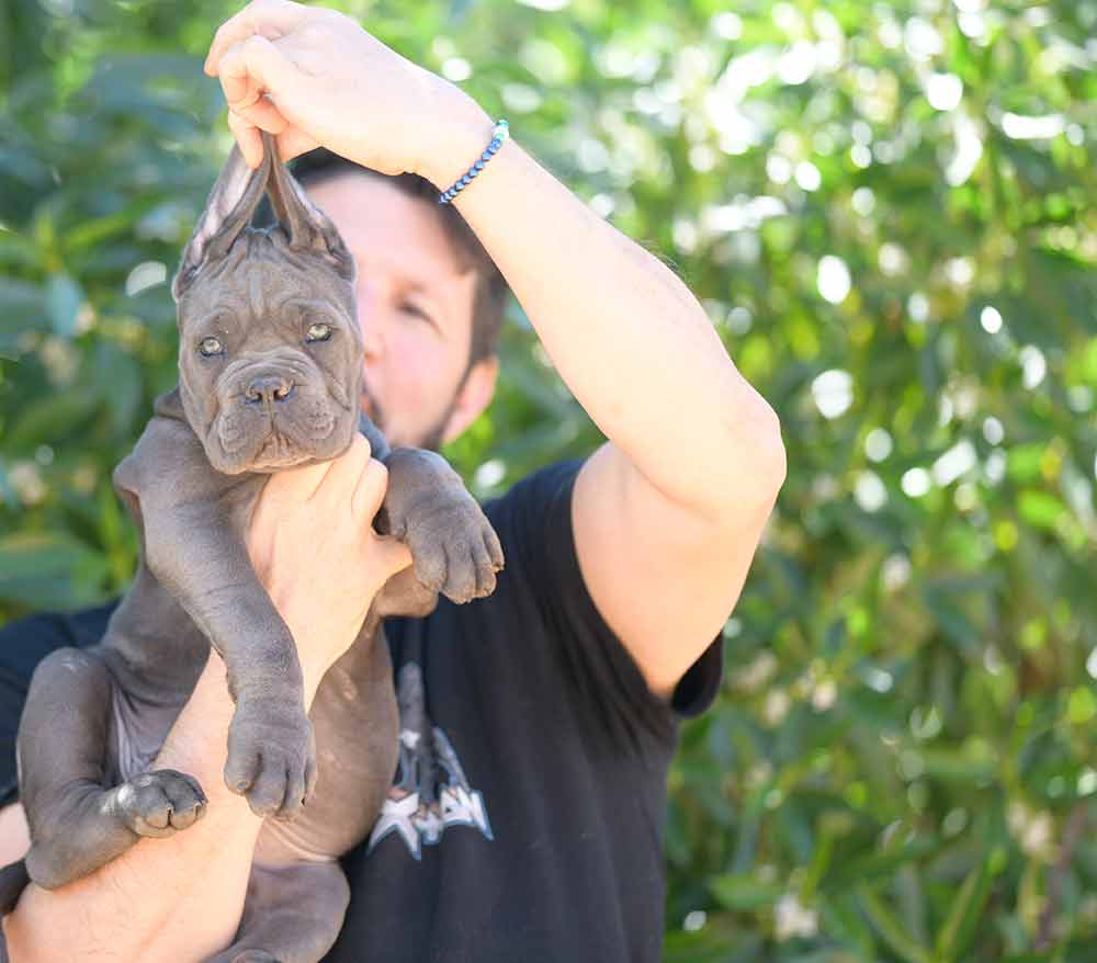 buy cane corso puppies and for sale italian mastiff puppies in Rhode Island