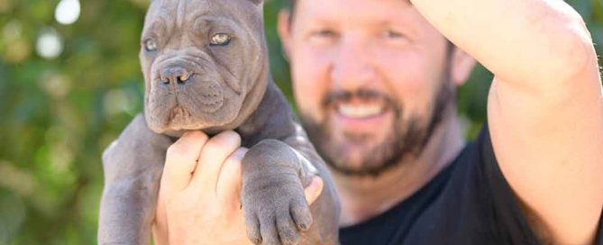 buy cane corso puppies in Lakewood and breeders of Italian mastiff in Colorado