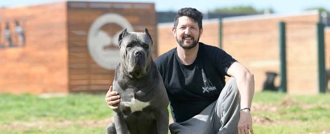 Criadores de Cane Corso mastín italiano