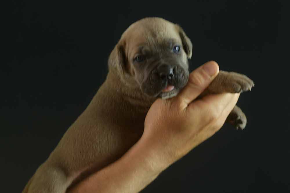 cane corso for sale in Cambridge and breeders of Italian mastiff