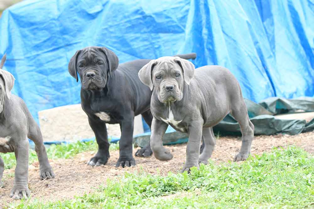 cane corso for sale in Newton and breeders of Cane Corso in Massachusetts