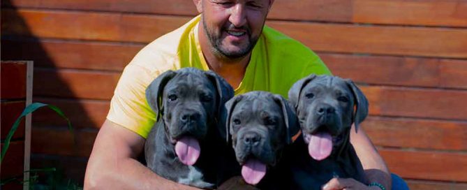 cane corso history