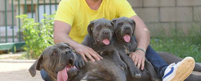 cane corso puppies for sale in Honolulu-Hawaii and Breeders of Italian mastiff