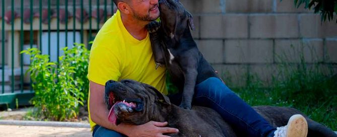 cane corso puppy for sale in Beaconsfield and Cane Corso Breeders in England-Uk