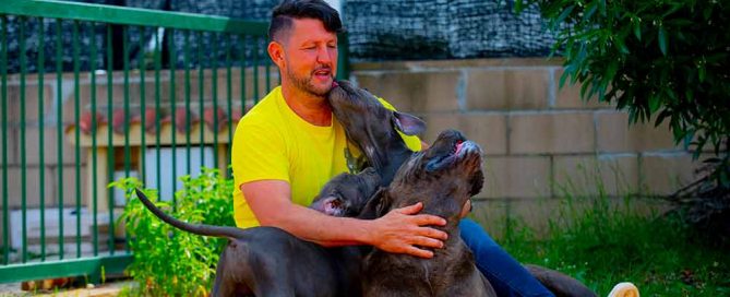 cane corso puppy for sale in Berkshire and breeders of Cane Corso in UK, England