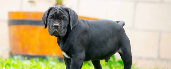 cane corso puppy for sale in Bridgeport-Connecticut