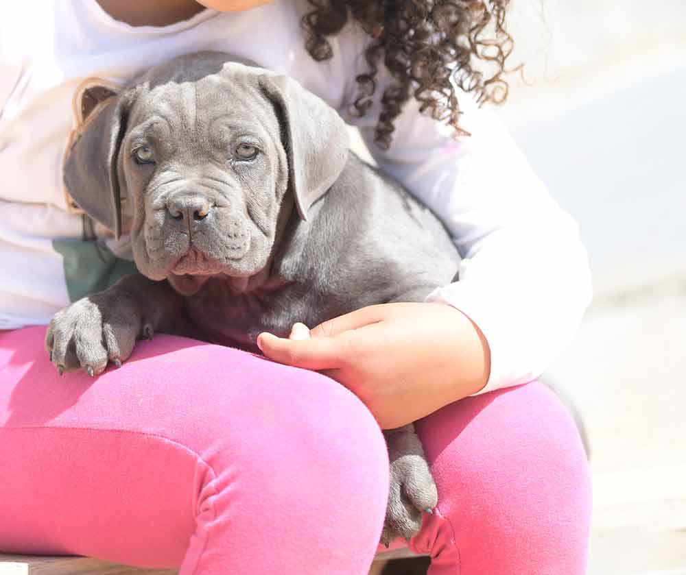 cane corso puppy for sale in Concord and breeders of cane corso in New Hampshire
