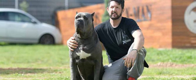 cane corso puppy for sale in Connecticut and breeders of canecorso in Hartford