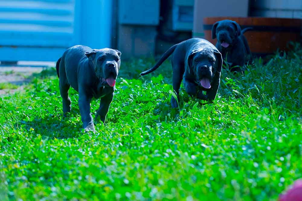 cane corso puppy for sale in Esher and breeders of Cane Corso in Surrey UK