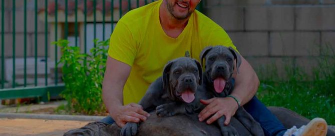 cane corso puppy for sale in Hampshire and breeders of Italian Cane Corso in England