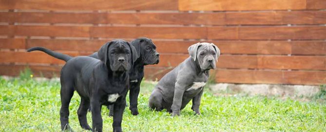cane corso puppy for sale in Hayward-CA