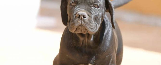 cane corso puppy for sale in Hertfordshire and buy puppies Cane Corso in England