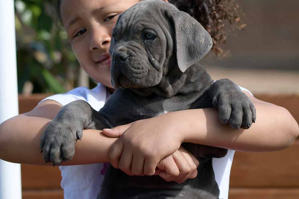 cane corso puppy for sale in Hertfordshire and buy puppies