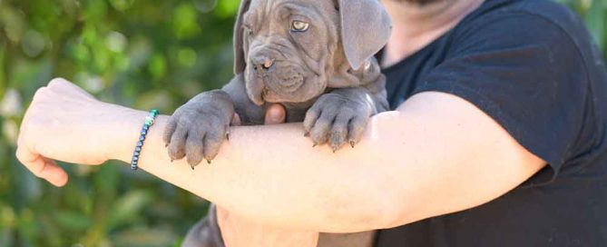 cane corso puppy for sale in Jackson and breeders of cane corso in Mississippi