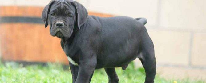cane corso puppy for sale in Jackson and buy cane corso in Mississipi