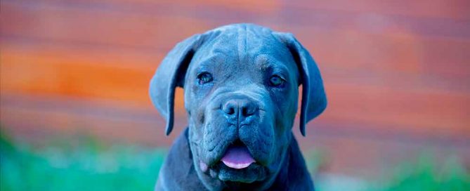 cane corso puppy for sale in Leatherhead and breeders of Italian Cane Corso in England-UK