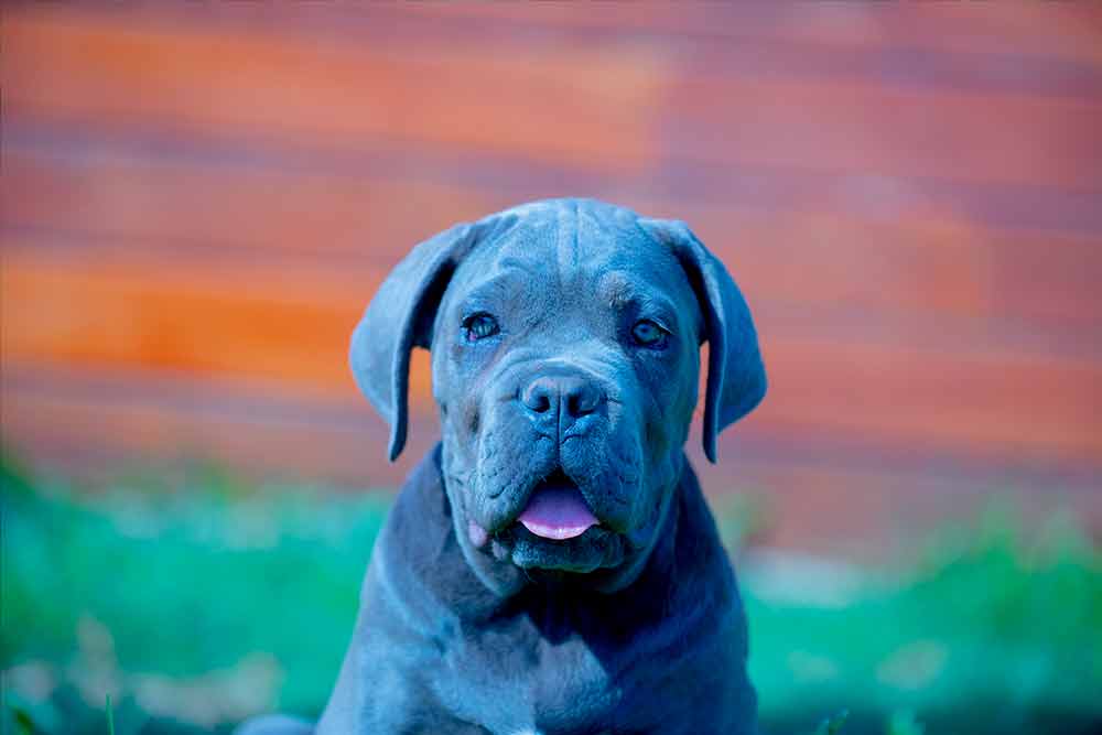 cane corso puppy for sale in Leatherhead and breeders of Italian Cane Corso in England-UK