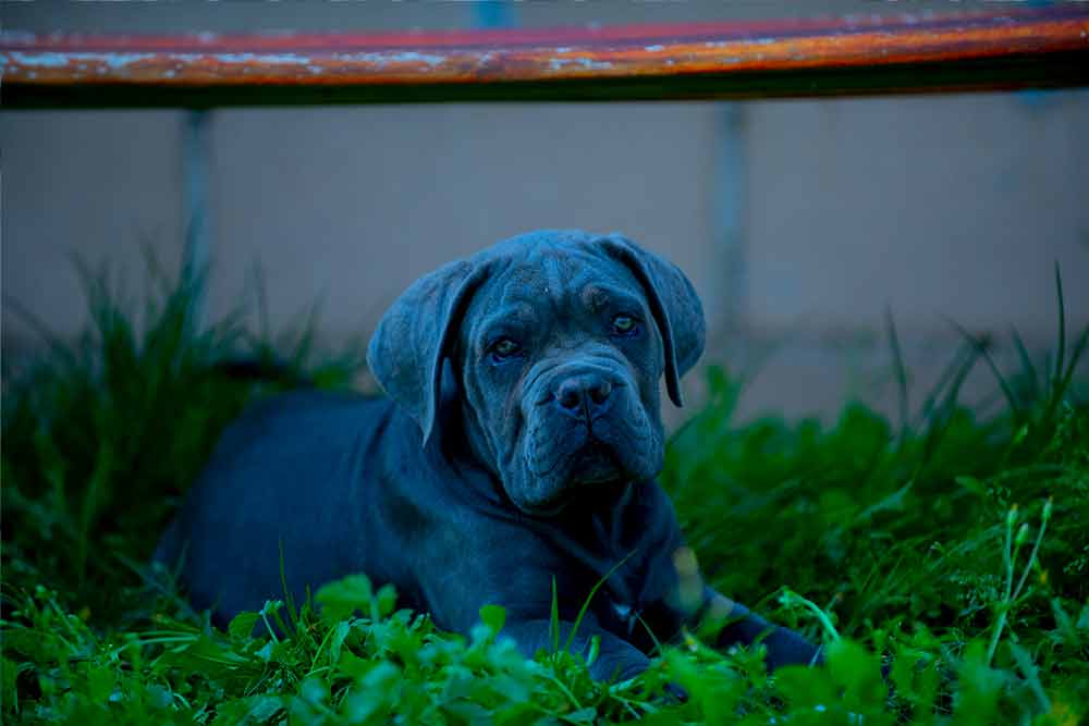 cane corso puppy for sale in Leatherhead and breeders of Italian Cane Corso in England-UK