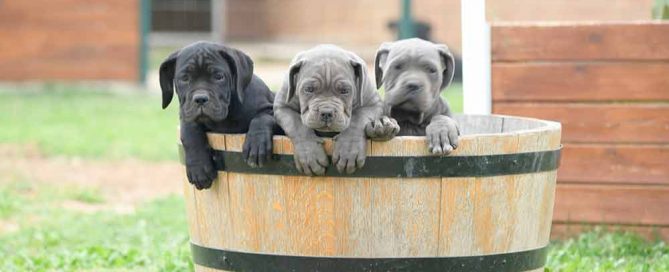 cane corso puppy for sale in Maryland and breeders of italian mastiff in Annapolis