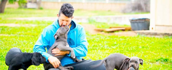 cane corso puppy for sale in Mass-Massachusetts