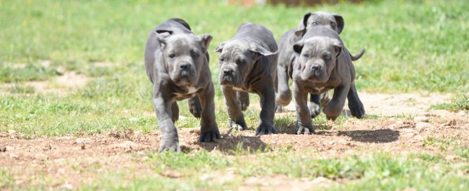 cane corso puppy for sale in Montgomery and breeders of cane corso in Alabama
