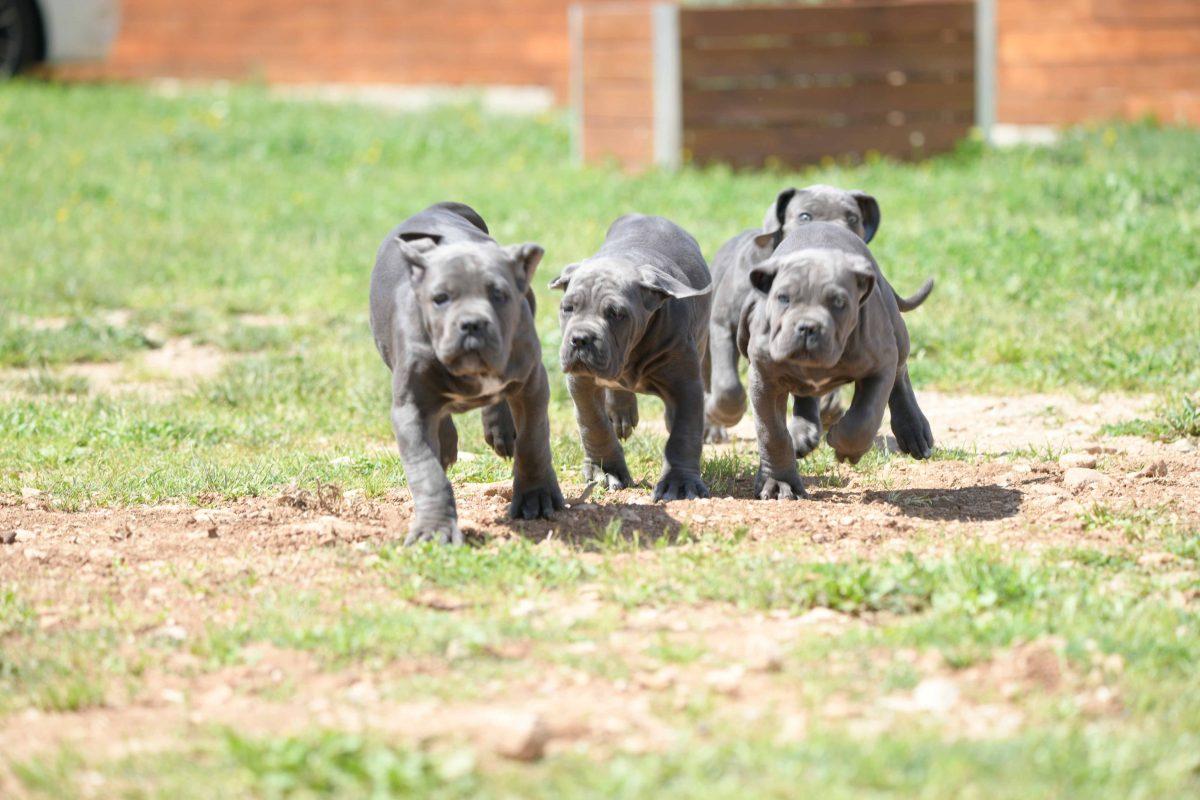 cane corso puppy for sale in Montgomery and breeders of cane corso in Alabama