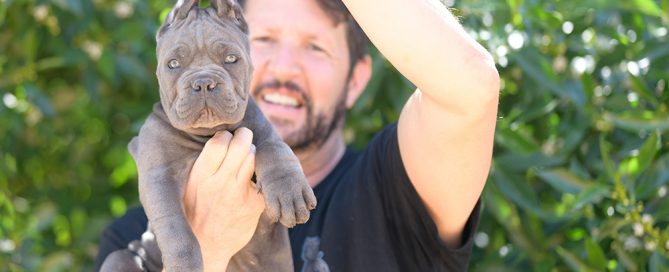 cane corso puppy for sale in New Mexico and cane corso breeders in Santa Fe