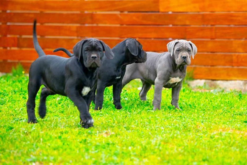 cane corso puppy for sale in Norwalk and breeders of