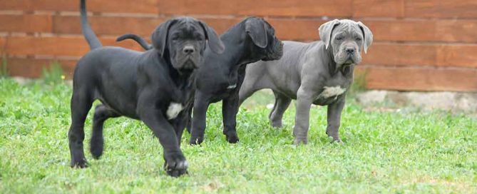 cane corso puppy for sale in Salem and breeders of Canecorso in Oregon1