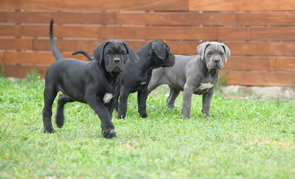 cane corso puppy for sale in Salem and breeders of