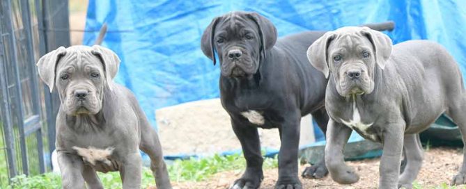 cane corso puppy for sale in Uk-England and buy Cane Corso puppies in Sandbanks