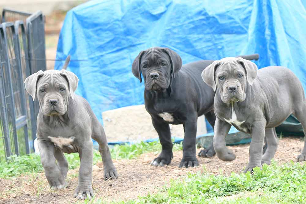 cane corso puppy for sale in Uk-England and buy Cane Corso puppies in Sandbanks