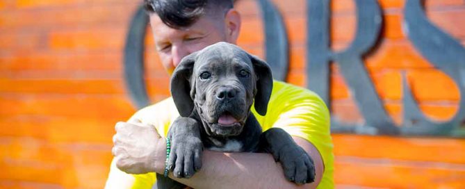 cane corso puppy for sale in Washington, D.C. and breeders of Italian mastiff