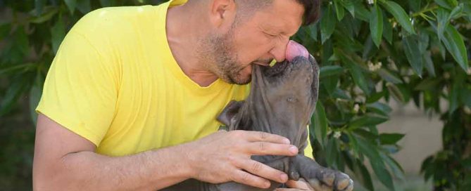 cane corso puppy for sale in Watsonville and buy Italian mastiff puppies in Ca-California