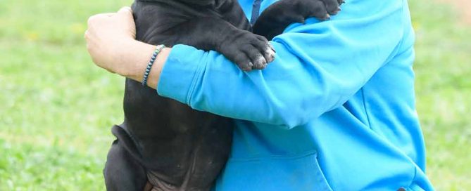 cane corso puppy in Oregon and breeders of italian Mastiff