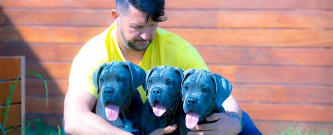 Criadores de cane corso
