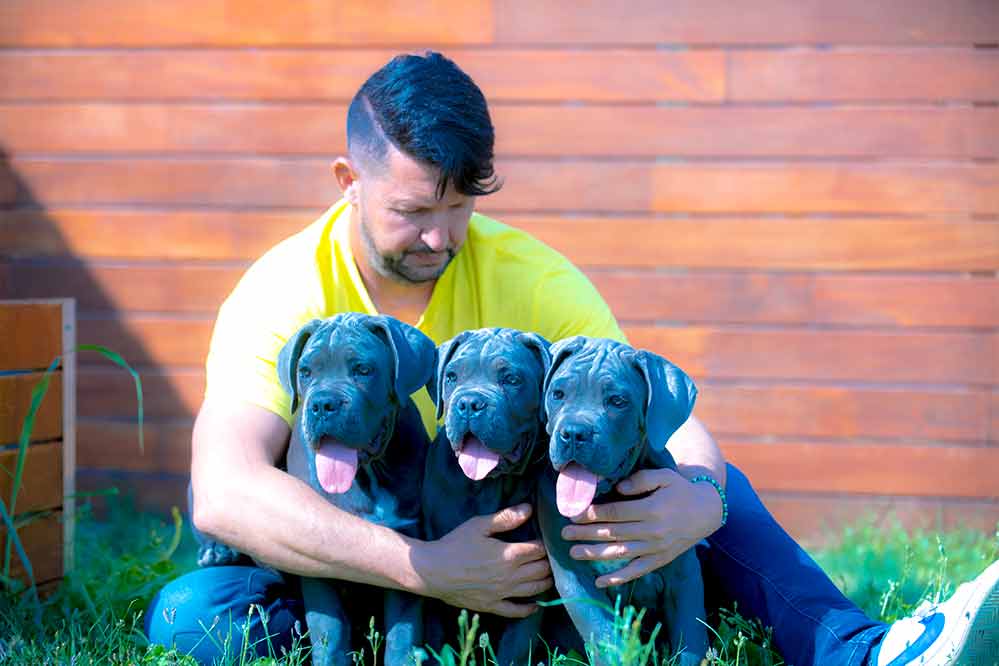 Criadores de cane corso