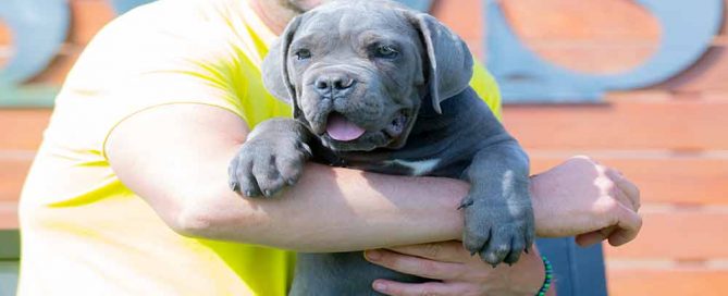 comprar cachorros de cane corso italiano en Pozuelo de Alarcón y Venta de cachorros de cane corso en Madrid