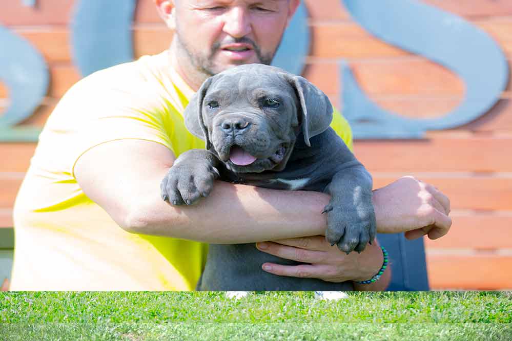 comprar cachorros de cane corso italiano en Pozuelo de Alarcón y Venta de cachorros de cane corso en Madrid