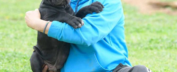 comprar cachorros de cane corso italiano y breeders canecorso in Bahamas