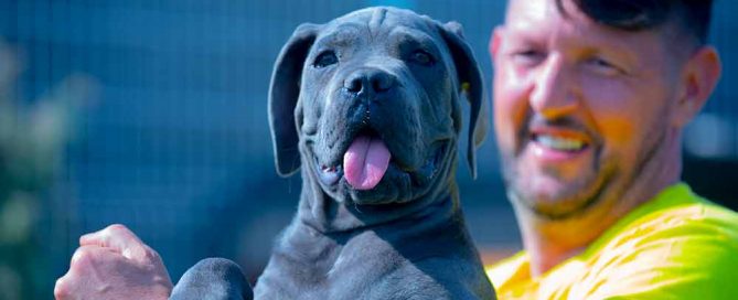 comprar cachorros perro Cane Corso en España