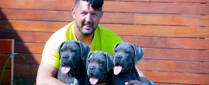 Cane Corso