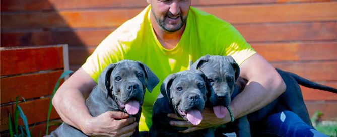comprar un cachorros de Cane Corso campeón Mundial X-Man