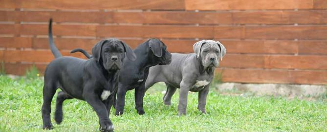 for sale cane corso puppy in pasadena and breeders of italian mastiff in LA