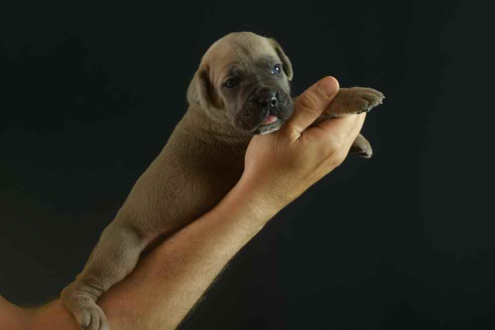 for sale cane corso puppy in pasadena and breeders of italian mastiff in LA