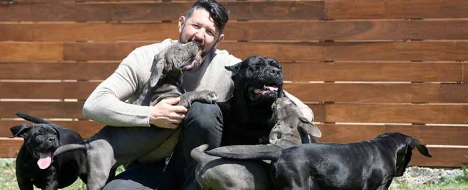 CANE CORSO PUPPIES FOR SALE IN ENGLAND AND CANECORSO BREEDERS