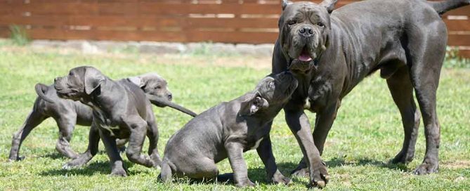 información sobre la raza CANE CORSO